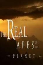 The Real Apes of the Planet ( 2014 )