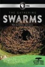 Nature The Gathering Swarms (2014)