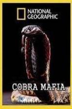 National Geographic Cobra Mafia (2015)