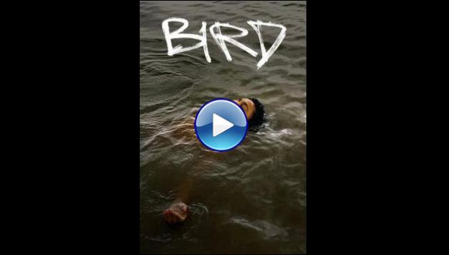 Bird (2024)