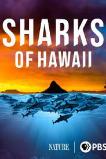 Sharks of Hawaii (2021)
