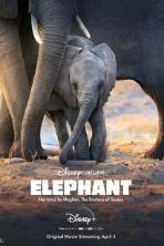 Elephant (2020)