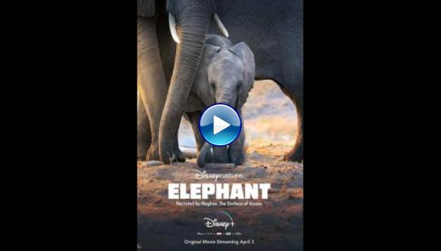 Elephant (2020)